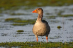 Grauwe gans (Anser anser), Arkemheen